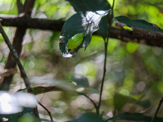 Lime green Tinker reed frog, Hyperolius tuberilinguis, perched on a green leave.  Background blurred or out of focus. Location: iSimangaliso Wetland Park, St Lucia, KwaZulu Natal