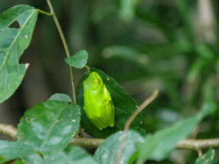 Lime green Tinker reed frog, Hyperolius tuberilinguis, perched on a green leaf.  Background blurred or out of focus. Location: iSimangaliso Wetland Park, St Lucia, KwaZulu Natal