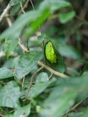 Lime green Tinker reed frog, Hyperolius tuberilinguis, perched on a green leaf.  Background blurred or out of focus. Location: iSimangaliso Wetland Park, St Lucia, KwaZulu Natal Vertical image
