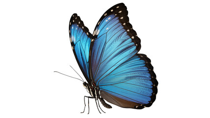 Blue butterfly in vibrant iridescent colors with delicate details on transparent background for nature illustration