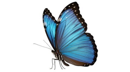 Blue butterfly in vibrant iridescent colors with delicate details on transparent background for nature illustration