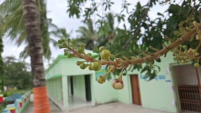 Cannonball Tree Flower Buds and Inflorescence, Couroupita guianensis Nagalingam Tree with Developing Flowers, Tropical Ornamental Plant and Botanical Nature
