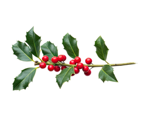 A sprig of holly with red berries and green leaves png transparent