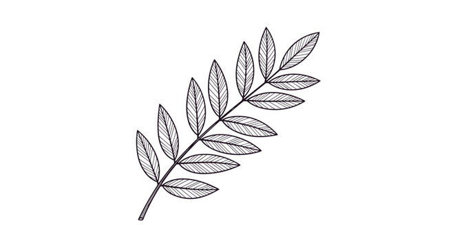 Elegant hand-drawn botanical illustration of a rowan or ash tree branch with detailed leaves, created in a vintage, engraved style.