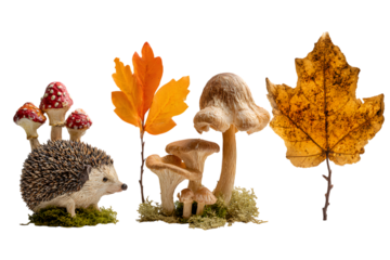 Autumn forest scene with hedgehog and mushrooms isolated on white background
