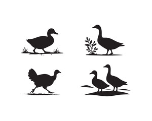 Obraz premium Duck, Goose, Turkey, Farm animal, farm bird vector silhouettes design illustration set collection, duck silhouette, goose silhouette, turkey silhouette, farm bird silhouette, poultry bird vector, 