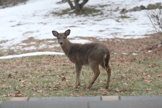 Deer