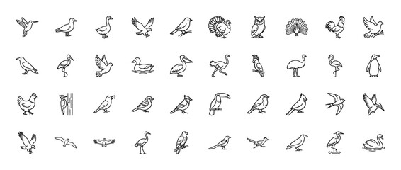 Fototapeta premium Avian species line icon set. Vector pictograms of eagle, owl, penguin, flamingo, swan, hummingbird, duck, peacock, and parrot, thin black outline illustration.