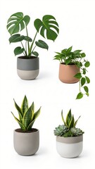 Fototapeta premium Various potted green houseplants including Monstera Snake Plant and Pothos displayed in modern minimalist pots isolated on a white background for design projects