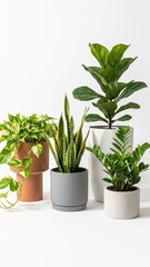 Obraz premium A diverse collection of popular houseplants including Pothos Snake Plant Fiddle Leaf Fig and ZZ Plant perfect for interior design and home decor on a clean white background