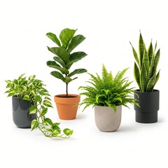 Obraz premium Various potted houseplants such as fiddle-leaf fig snake plant pothos and fern isolated on white for home and office decor