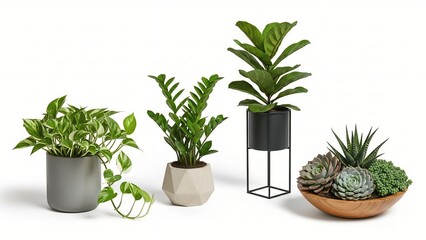 Obraz premium Collection of potted houseplants including pothos ZZ plant fiddle leaf fig and succulents in modern planters for home decor and interior design isolated on white