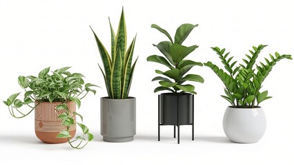 Fototapeta premium Collection of four potted houseplants including snake plant and fiddle leaf fig in modern planters perfect for home decor and interior design concepts