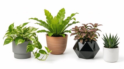 Fototapeta premium Collection of diverse houseplants in modern pots perfect for interior design home decor and lifestyle concepts isolated on white background