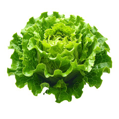 Fresh organic green lettuce head with raw vegetable leaves isolated on white background for healthy salad diet ingredient