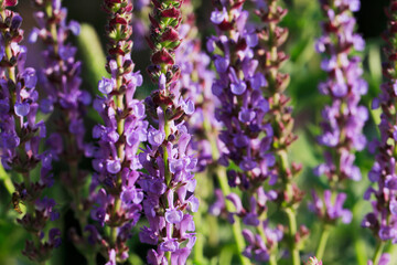 The beauty of the lavender