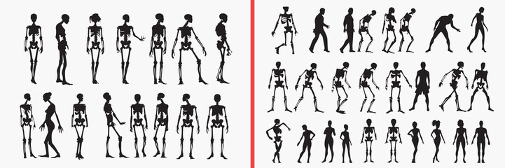 Obraz premium human skeleton silhouettes vector, anatomy bone illustration, medical skeleton clipart, body structure svg, educational anatomy graphics, black skeleton silhouettes, science vector art, human bones de