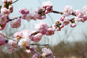 Blooming cherry blossom