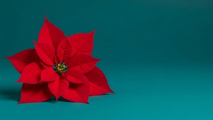 Poinsettia Flower Red Bloom Festive Holiday Seasonal Celebration Background