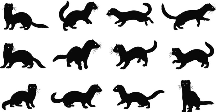 Ferret and weasel silhouette set, mink and marten vector collection, stoat icons for nature design, wild animal poses, polecat graphics, isolated mammal outlines,