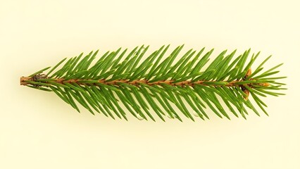 Evergreen Branch Fir Tree Closeup Still Life Macro Conifer Plant Spruce