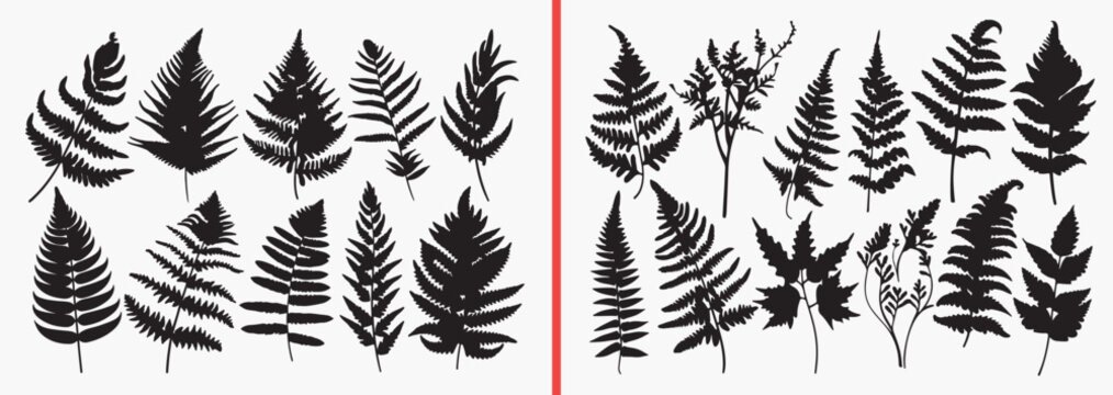 fern leaf silhouettes vector, botanical fern clipart, tropical leaf svg, plant foliage illustration, nature leaf graphics, black fern silhouettes, jungle plant vector art, forest leaf design, botanica