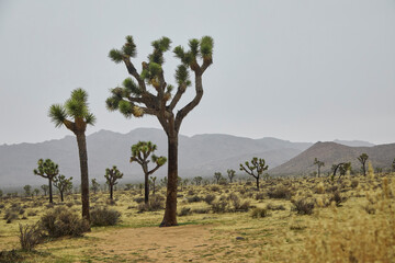 A rainy day in Joshua Tree National Park with interesting Joshua trees looking healthy and happy in the winter rain