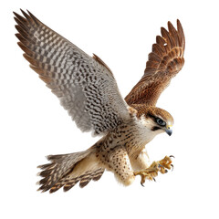 Fototapeta premium Graceful Flight: A falcon, in full flight, displays its impressive wingspan and focused gaze, showcasing nature's precision and beauty in this captivating scene.