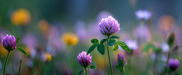 A vibrant purple clover flower with soft focus background of yellow and purple blooms in a natural meadow