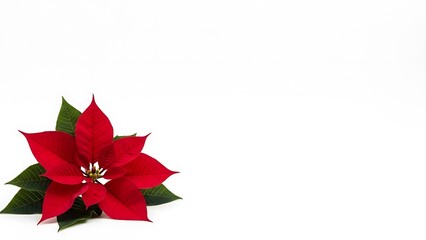 Poinsettia Flower Isolated Elegant Christmas Holiday Red Floral Design