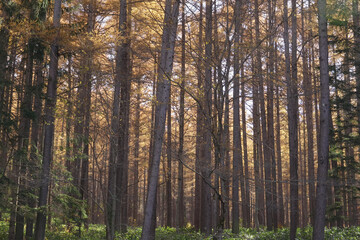 Fototapeta premium 岩手県_葛巻町江刈_外川川沿い