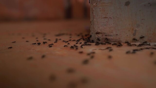 Ant workforce navigating the verticality of a masonry wall and the expanse of a stone floor, demonstrating the mechanical precision of tarsal adhesion during high-stakes resource transport