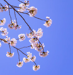 ソメイヨシノ桜5ー27