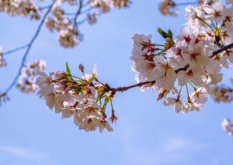 ソメイヨシノ桜5ー13