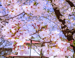 ソメイヨシノ桜5ー16