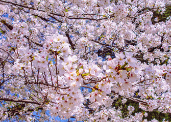 ソメイヨシノ桜5ー15