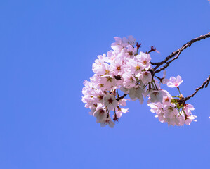 ソメイヨシノ桜5ー10