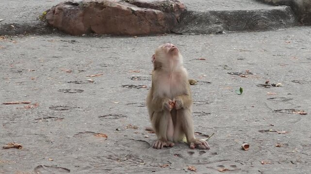 The little monkey is picking and eating fruit under the tree.