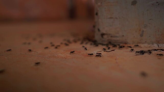 Worker ant colony in peak activity, where the rhythmic exchange of nutrients and the reinforcement of pheromone highways illustrate the power of decentralized collective labor. - Powered by Adobe
