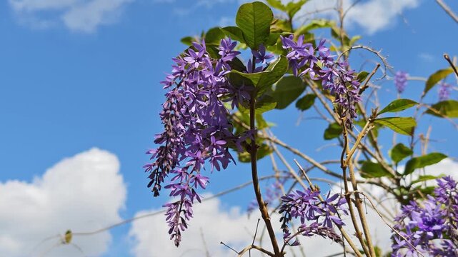 Purple Petrea racemosa or Purple Wreath (Petrea volubilis) flower in tropical garden.