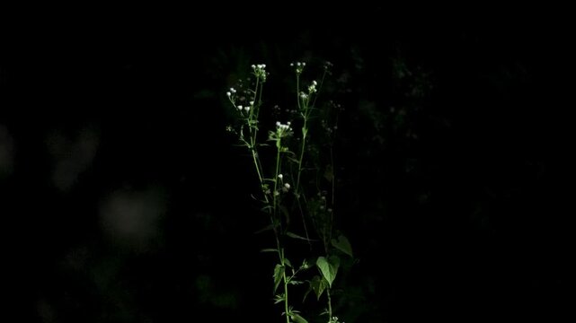 Night in Forest Wild Firefly Flashing Light Glowing Worm Blinking Beetle Bioluminescence Ambience Dark Dusk Flicker Illumination Midnight Twilight Shimmer Sparkle Mystery Enchantment Radiate Whispers