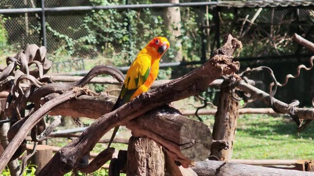A parrot perched on a branch at the zoo.