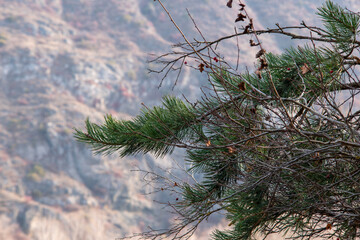 Spruce branches in autumn. View from below.