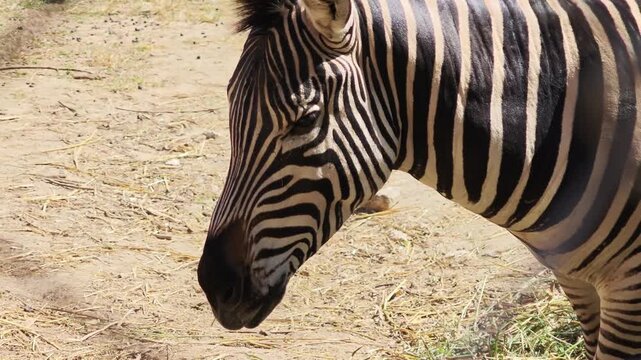 The zebra is grazing in the park.