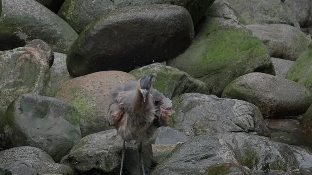 Herron shaking off rain