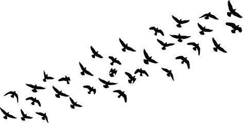 Fototapeta premium Flock of birds silhouette, flying formation vector, bird migration design, nature flight concept, black avian shapes, wildlife motion illustration