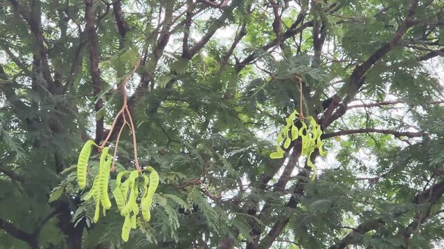 Close-up of pete tree leaves, perfect for nature and plant content. Green pete tree branches in the breeze, ideal for nature videos. Pete tree with lush green leaves, great for outdoor and nature clip