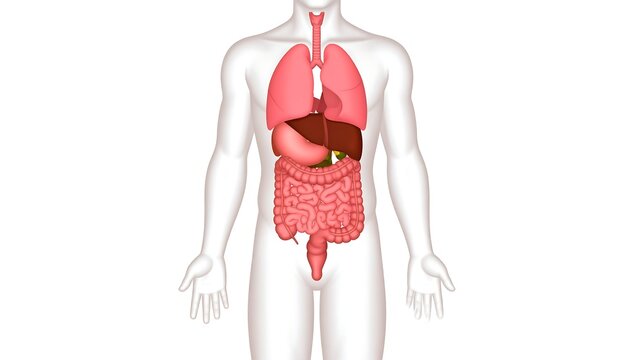 Illustration of a human male body with visible internal organs