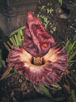 Amorphophallus paeoniifolius flower close up maroon spadix, exotic elephant foot yam inflorescence purple spathe tropical corpse relative amid green leaves, bizarre rare Asian plant natural habitat