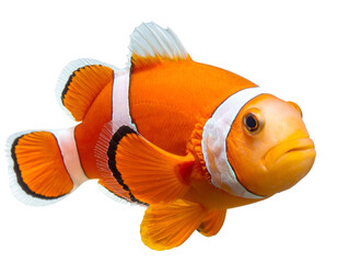 Orange and white striped fish with black fins on black